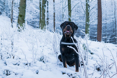 Dog on snow field during winter