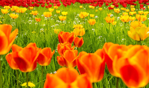 Close-up of yellow tulips on field