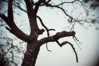 Low angle view of silhouette tree against sky
