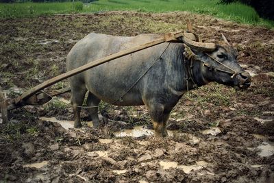 View of a horse on field