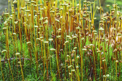 Full frame shot of corn field