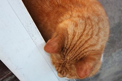 Close-up of cat sleeping