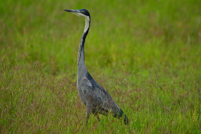 Heron on grassy field