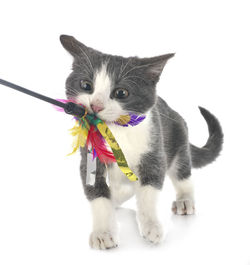 Close-up portrait of a cat against white background