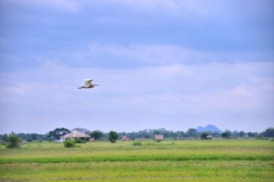 Bird flying over field against sky