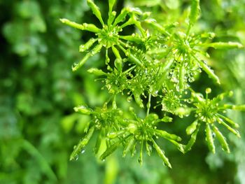 Close-up of fresh green plant