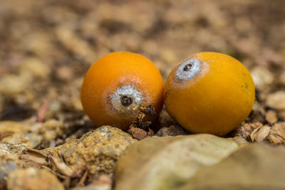 Close-up of oranges on field