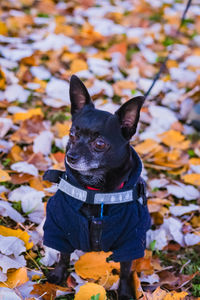 autumn