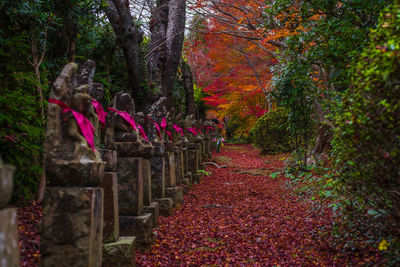 Footpath amidst trees in forest during autumn