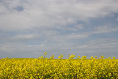 Scenic view of oilseed rape field against cloudy sky