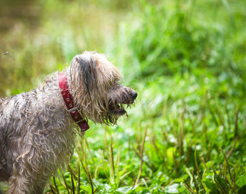 Close-up of dog on field