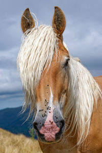 Close-up of a horse against the sky