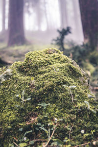 Close-up of moss growing on land
