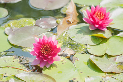 Close-up of pink lotus water lily in pond