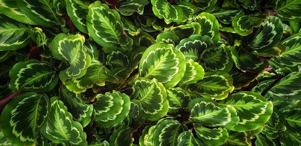 Full frame shot of green leaves