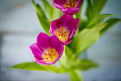 Close-up of pink orchid blooming outdoors