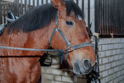 Close up portrait of a beautiful horse in a stable. brown color