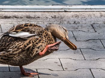 Close-up of mallard duck