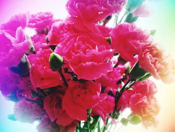 Close-up of pink roses