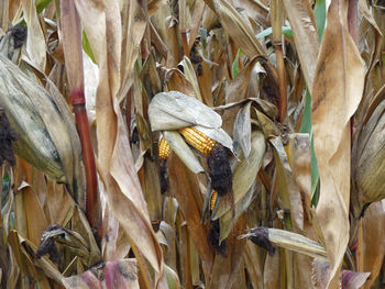 Close-up of corn