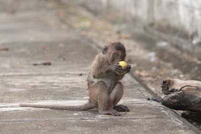 Close-up of monkey eating fruit on footpath