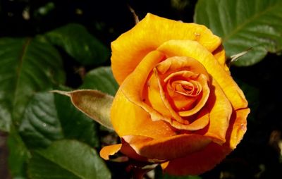 Close-up of orange rose