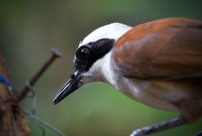 bird