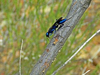 Close-up of insect on tree trunk