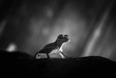 Close-up of lizard on rock