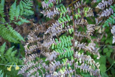 Close-up of wilted fern