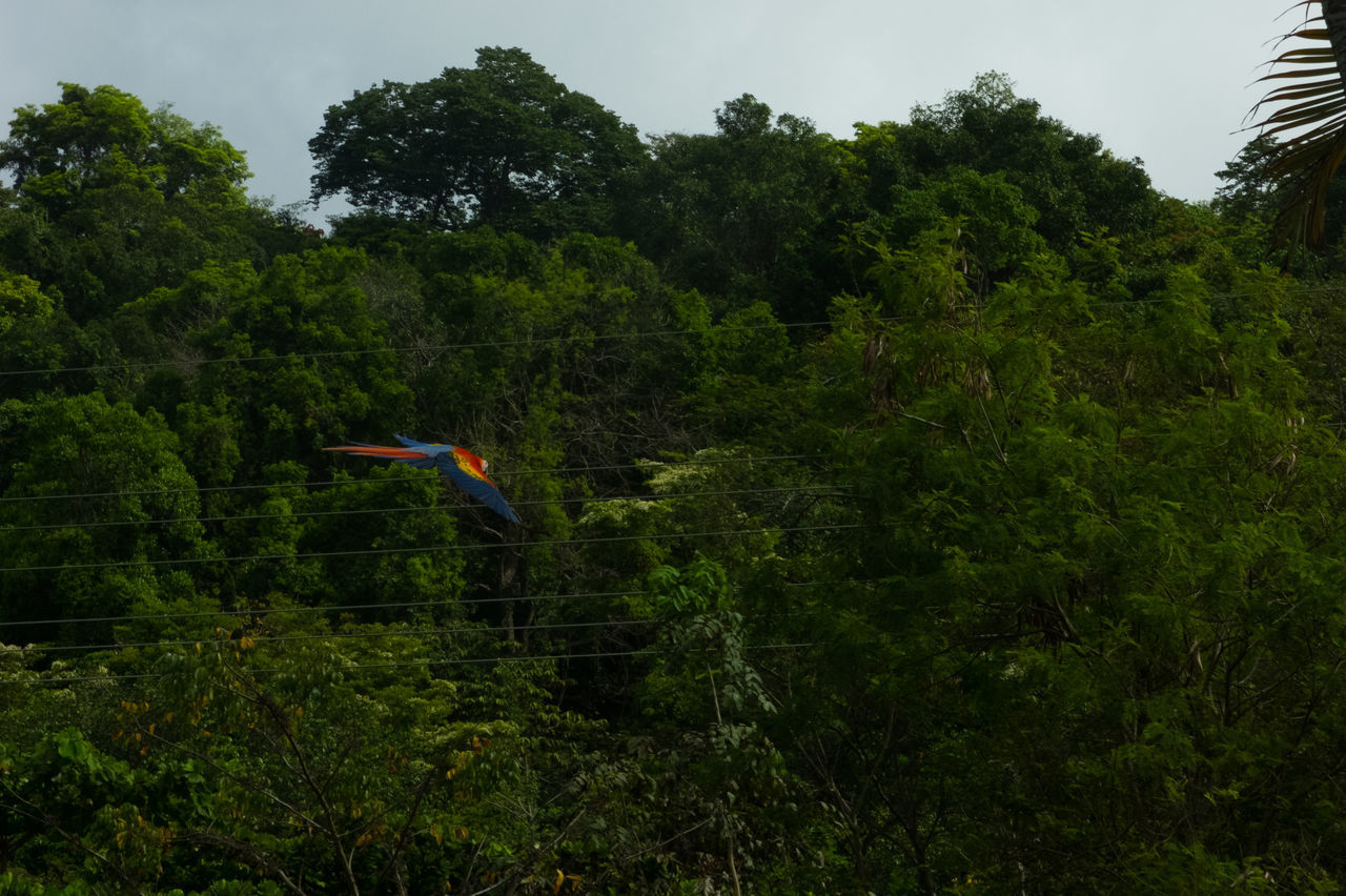 MAN AMIDST TREES IN FOREST