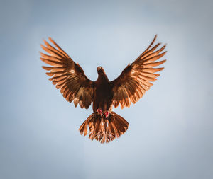 Low angle view of eagle flying in sky