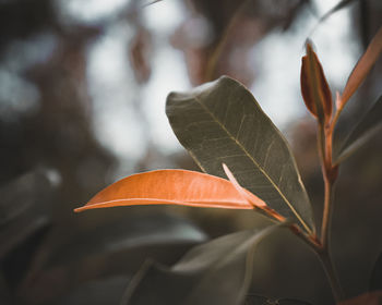 Close-up of orange leaves on plant