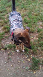 High angle view of dog on field