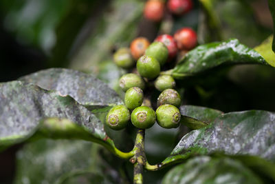 Arabica coffee beans on tree