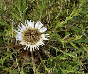 Close-up of white flowering plant on field