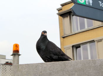 Low angle view of bird perching on building against sky