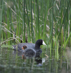 Duck swimming in lake