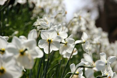 Close-up of white daisy flowers