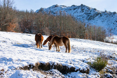 Dogs walking on snow covered field