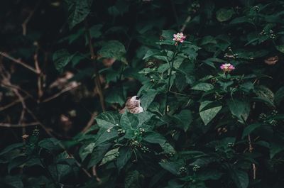 Close-up of bee on plant