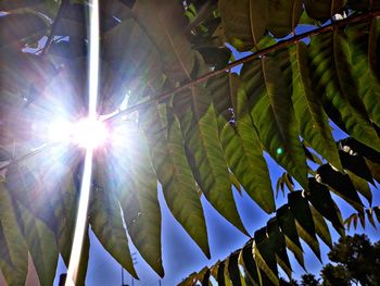 Low angle view of leaves