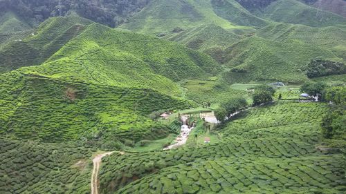 Aerial view of green landscape