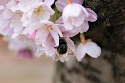 A bee pollinating some cherry blossoms.