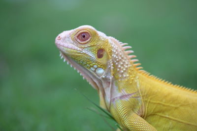 Close-up of lizard