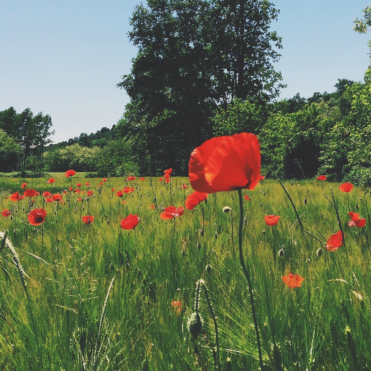 flower, growth, freshness, red, field, beauty in nature, clear sky, nature, plant, tree, grass, fragility, green color, tranquility, poppy, tranquil scene, landscape, blooming, sky, agriculture