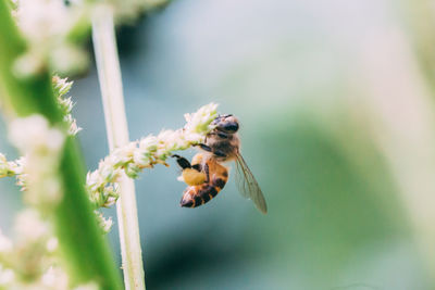 Close-up of bee pollinating on flower