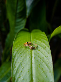 Close-up wedding rings on wet green leaf