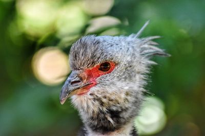 Close-up of bird