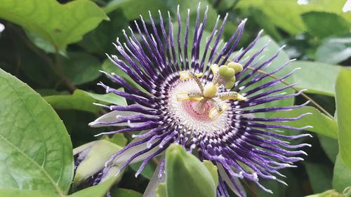 Close up of purple flower